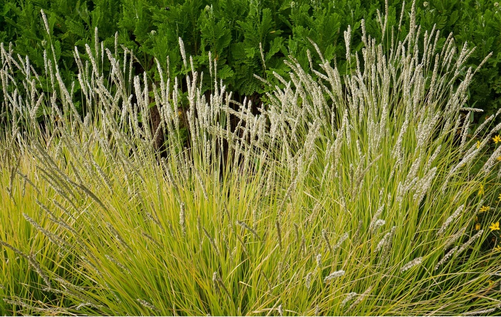 SESLERIA AUTUMNALIS