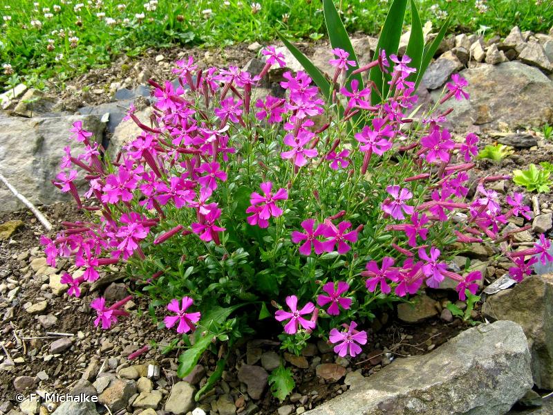SILENE SCHAFTA