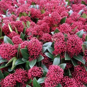 [11293] SKIMMIA JAPONICA (Persistant, 50/100)