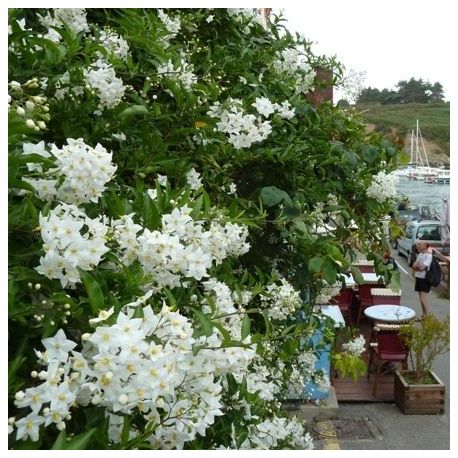 SOLANUM JASMINOIDES