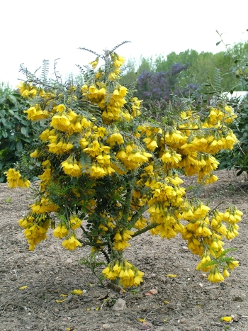 [11328] SOPHORA MICROPHYLLA SUN KING - TIGE (Caduc, 5 à 10 m)