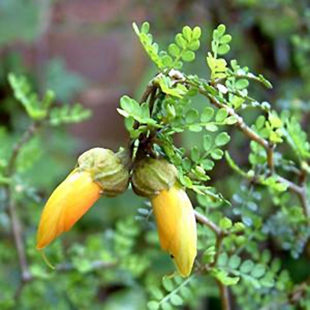 SOPHORA PROSTRATA LITTLE BABY