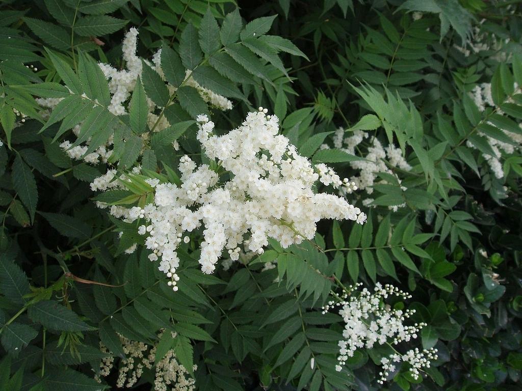 SORBARIA SORBIFOLIA
