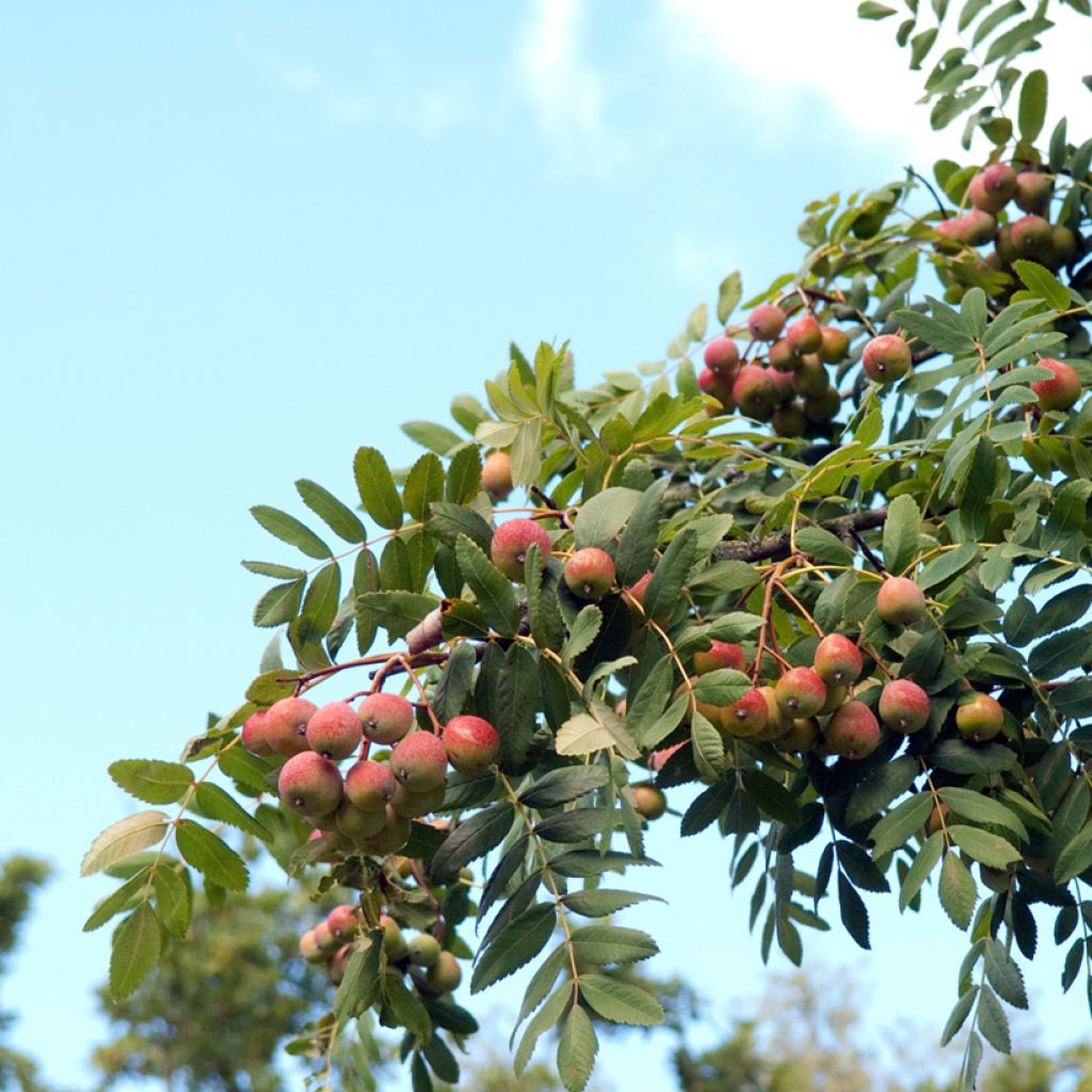 [11365] SORBUS DOMESTICA (SORBIER) - DEMI TIGE (Caduc, 5 à 10 m)