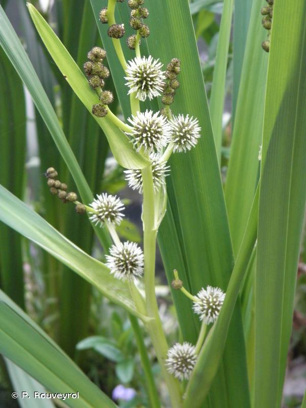 SPARGANIUM ERECTUM