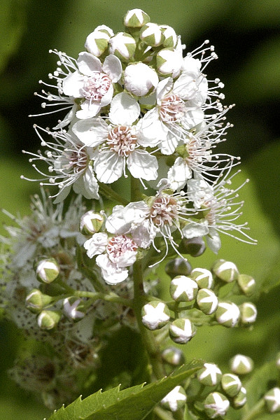 SPIRAEA ALBA