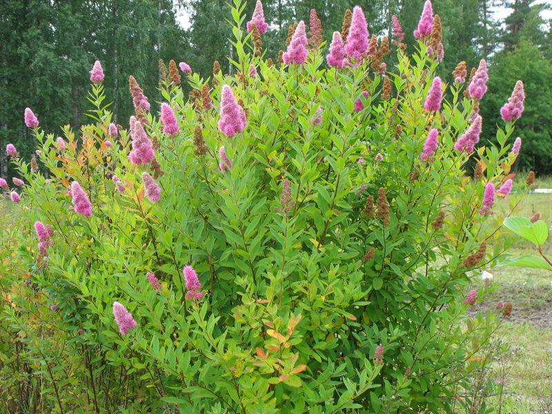 SPIRAEA BILLARDII