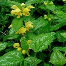 LAMIASTRUM GAL. FLORENTINUM JAUNE