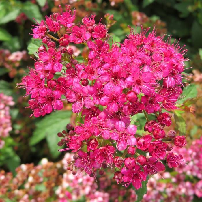 SPIRAEA BUMALDA CRISPA