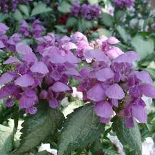 LAMIUM MACULATUM