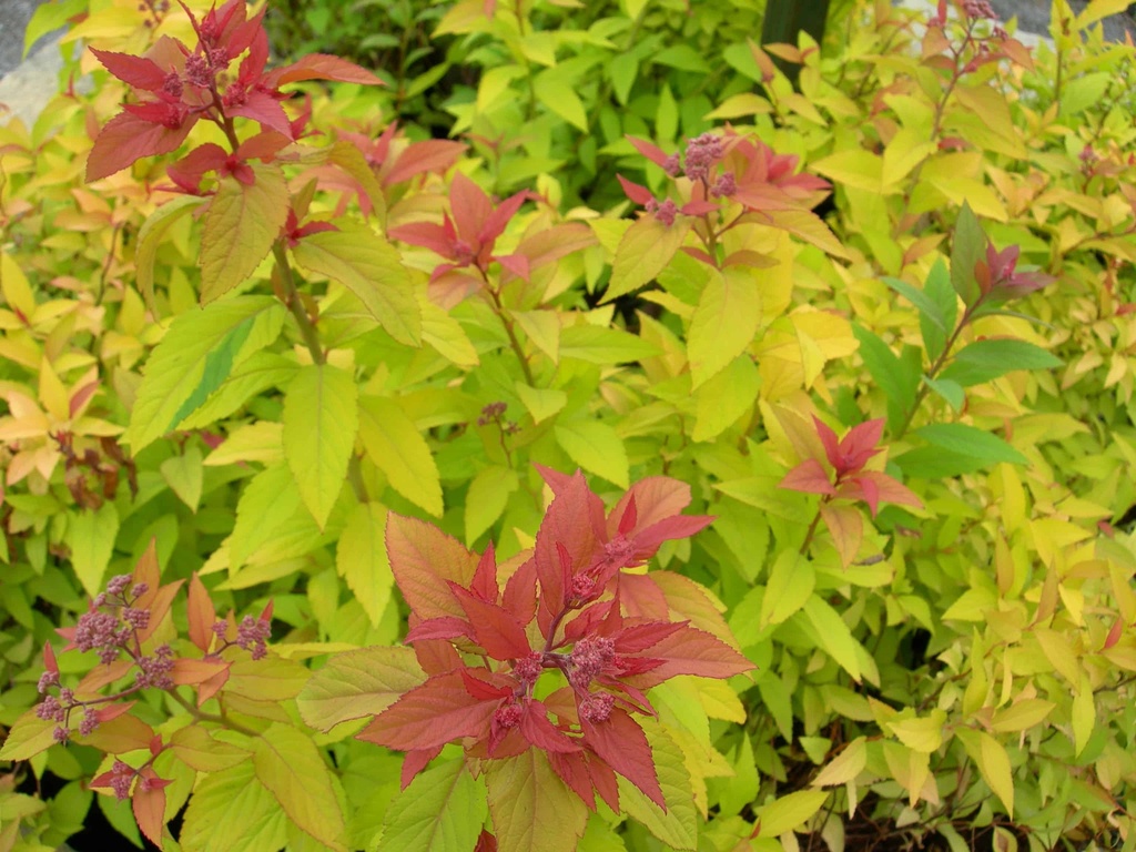 SPIRAEA BUMALDA GOLDFLAME