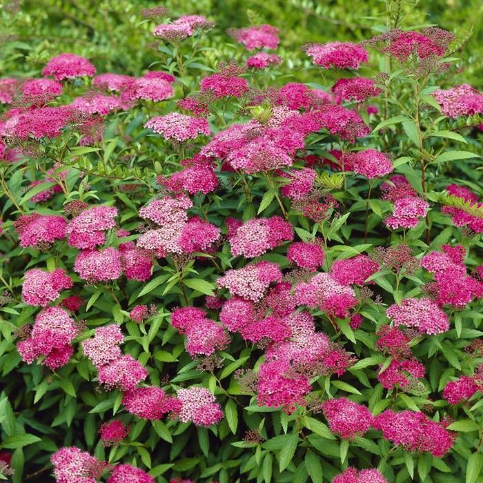 SPIRAEA JAPONICA