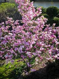 MAGNOLIA BETTY