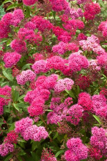 [11413] SPIRAEA JAPONICA ANTHONY WATERER (Caduc, 50/100)