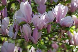 MAGNOLIA GEORGE H.KERN