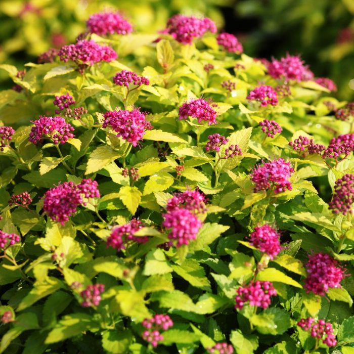 [11417] SPIRAEA JAPONICA GOLDEN PRINCESS (Caduc, 50/100)