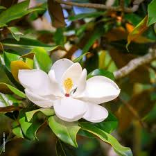 [7527] MAGNOLIA GRANDIFLORA (Persistant, +20 m)