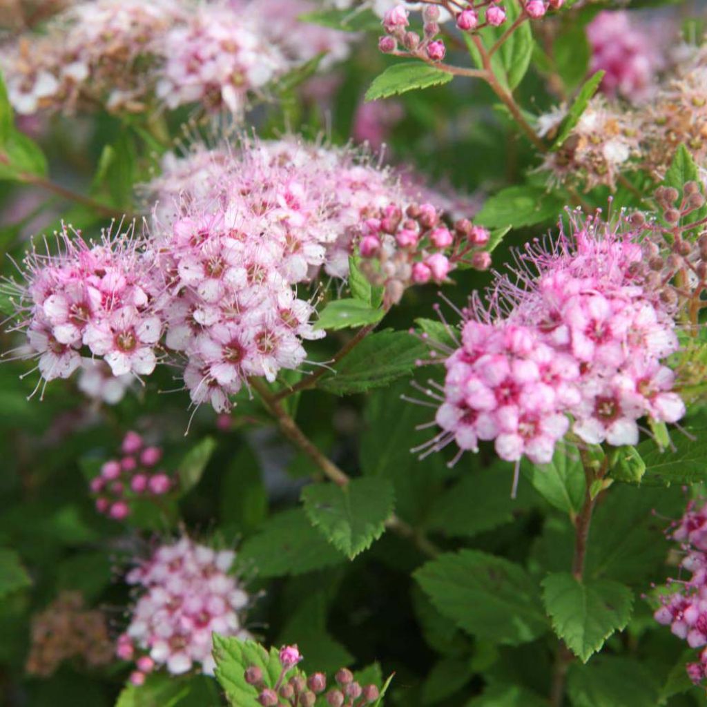 SPIRAEA JAPONICA LITTLE PRINCESS