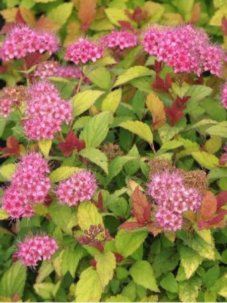 SPIRAEA JAPONICA MAGIC CARPET
