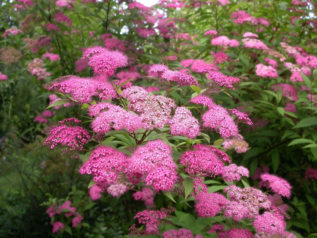 [11426] SPIRAEA JAPONICA MAGNUM (Caduc, 50/100)