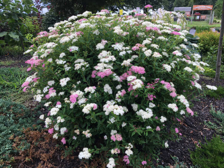 [11429] SPIRAEA JAPONICA SHIROBANA (Caduc, 50/100)