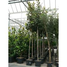 [7535] MAGNOLIA GRANDIFLORA GALLISONIENSIS - TIGE (Persistant, 10 à 20 m)