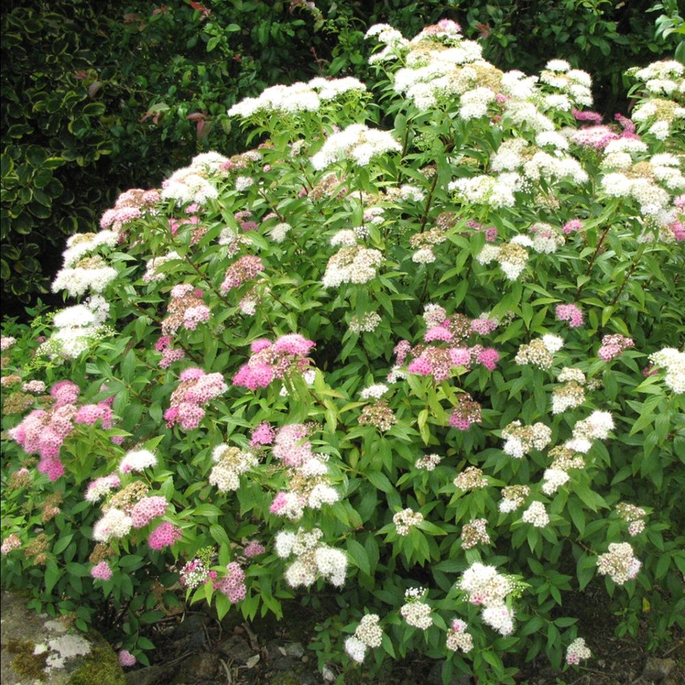 SPIRAEA NIPPONICA SNOWMOUND