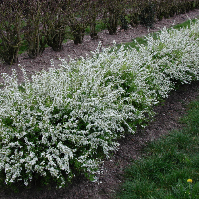 SPIRAEA THUNBERGII