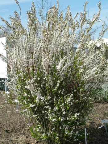 [11442] SPIRAEA THUNBERGII FUJINO PINK (Caduc, 100/150)