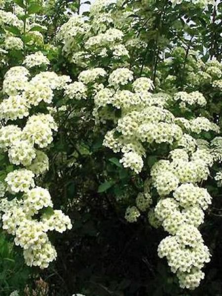 SPIRAEA VANHOUTTEI