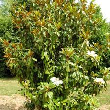 MAGNOLIA GRANDIFLORA LE NANTAIS