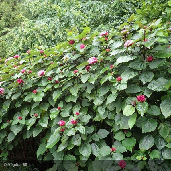 [3270] CLERODENDRON BUNGEI (Caduc, 150/200)