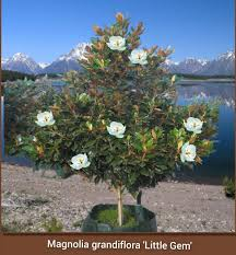 [7616] MAGNOLIA GRANDIFLORA LITTLE GEM (Persistant, 5 à 10 m)