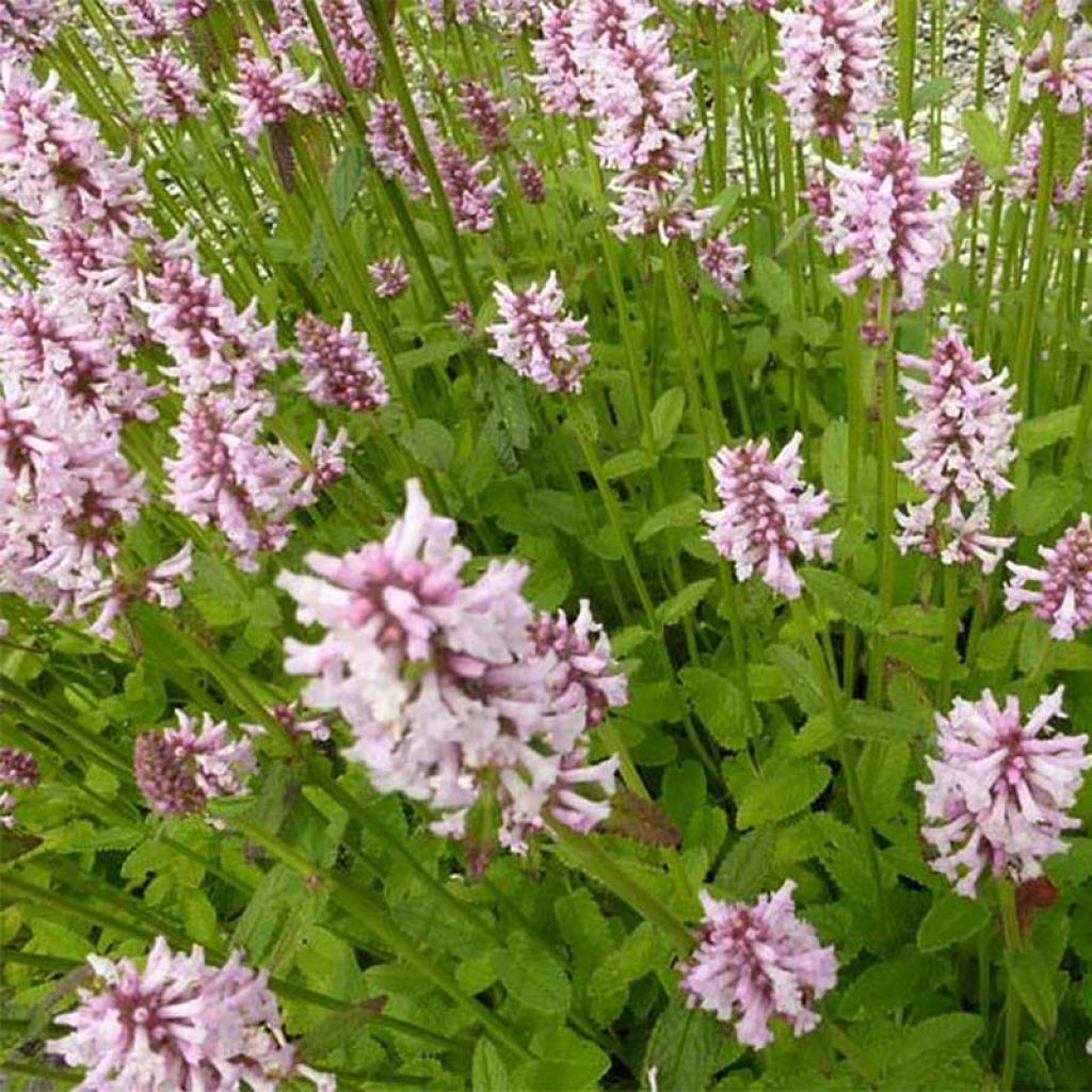 [11488] STACHYS MONIERI ROSE (Caduc, 50/100)