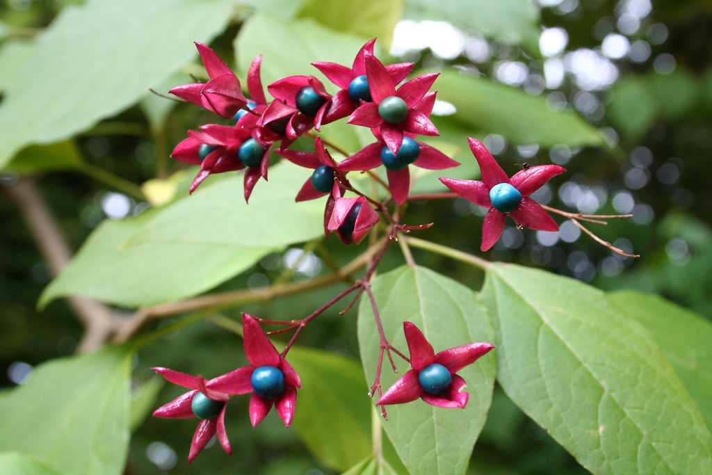 [3273] CLERODENDRON TRICHOTOMUM (Caduc, 3 à 5 m)