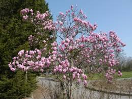 [7620] MAGNOLIA HEAVEN SCENT - DEMI TIGE (Caduc, 5 à 10 m)