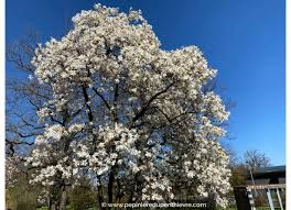 MAGNOLIA KOBUS - DEMI TIGE