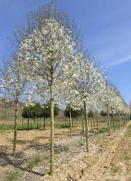 MAGNOLIA KOBUS - TIGE