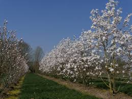 [7627] MAGNOLIA LOEB. LEONARD MESSEL (Caduc, 3 à 5 m)