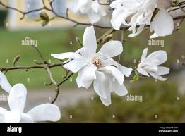 MAGNOLIA LOEB. MERRIL