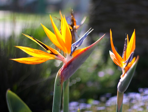 STRELITZIA REGINAE (OISEAU DE PARADIS)