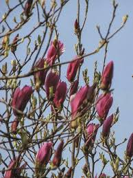 MAGNOLIA OBOVATA PURPUREA (LILIFLORA NIGRA) - DEMI TIGE