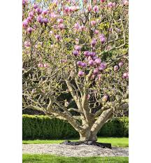 [7658] MAGNOLIA SOULANGEANA - CEPEE (Caduc, 3 à 5 m)