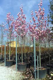 [7659] MAGNOLIA SOULANGEANA - DEMI TIGE (Caduc, 5 à 10 m)