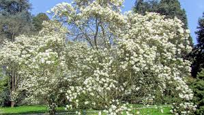 MAGNOLIA SOULANGEANA ALBA SUPERBA - DEMI TIGE
