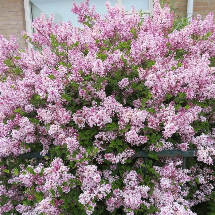 [11559] SYRINGA MICROPHYLLA SUPERBA (Caduc, 100/150)