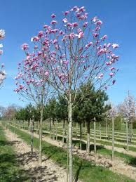 MAGNOLIA SOULANGEANA GALAXY - TIGE