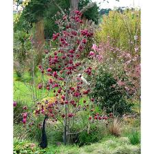 MAGNOLIA SOULANGEANA GENIE - CEPEE