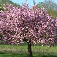 [7697] MAGNOLIA SOULANGEANA LENNEI - TIGE (Caduc, 5 à 10 m)