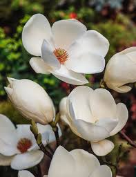 [7698] MAGNOLIA SOULANGEANA LENNEI ALBA (Caduc, 3 à 5 m)